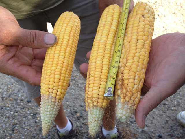 Scouts on the eastern leg of the crop tour saw, and included, secondary ears in their samples. However, the second ears were not widespread. The ear on the left is a secondary ear. The pair on the right are from the same plant, and the ear on the right was a secondary ear. (DTN photo by Katie Micik)